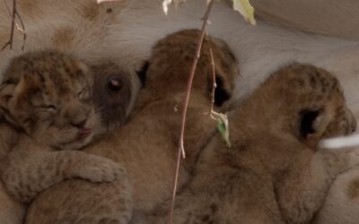 One week old, tiny lion cubs in a den with mum
