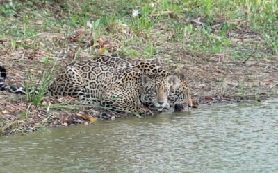 Two male jaguar cubs come down for a drink – Southern Pantanal, Brazil 2025