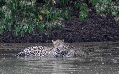 Two male jaguar cubs in a waterhole – Southern Pantanal, Brazil 2025