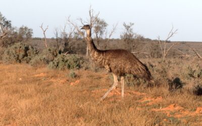 With a mob of Emus – Mungo National Park, Australia 2026