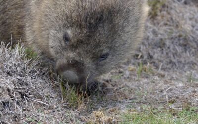 Wombats are iconic marsupials of Australia, Tasmania 2026